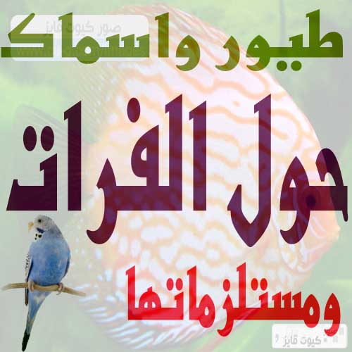 صورة